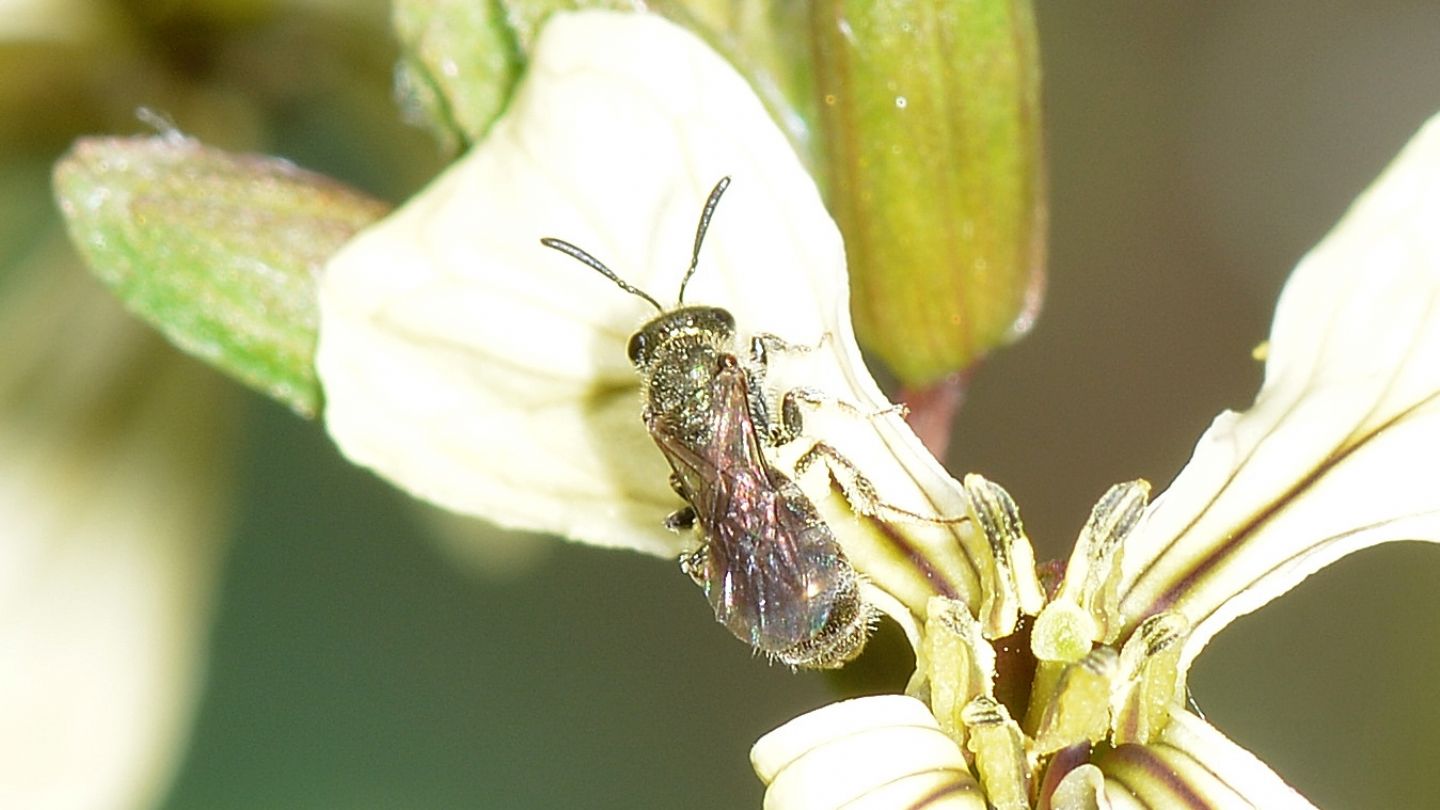 Apidae Halictinae: Lasioglossum (Dialictus) sp.