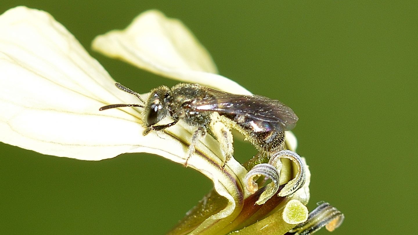 Apidae Halictinae: Lasioglossum (Dialictus) sp.