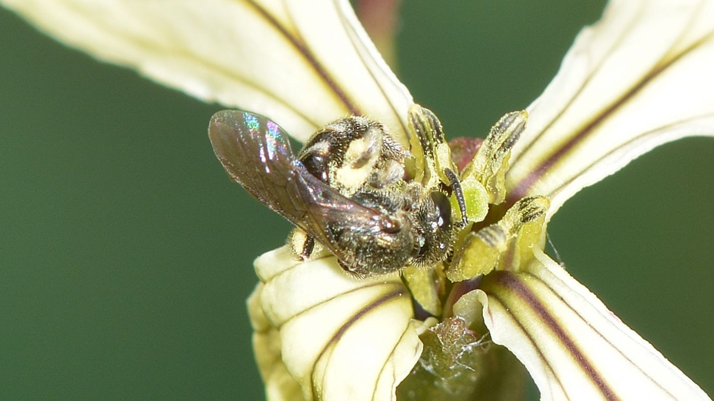 Apidae Halictinae: Lasioglossum (Dialictus) sp.