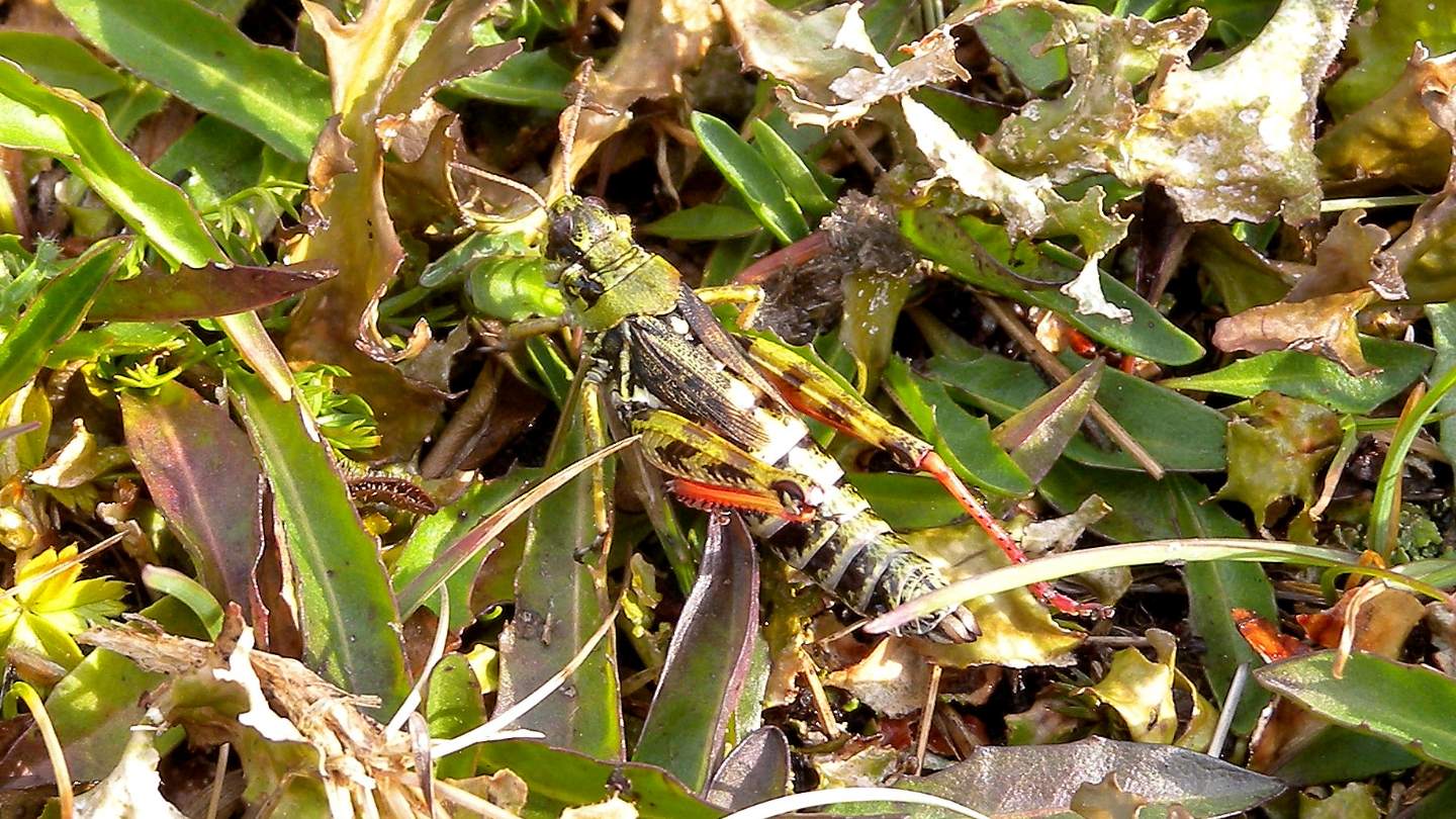 Acrididae da id