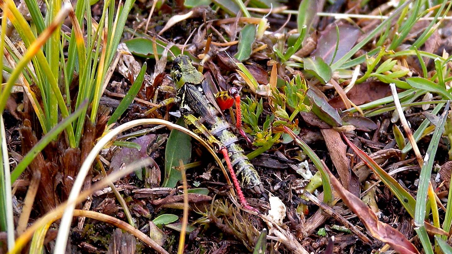 Acrididae da id