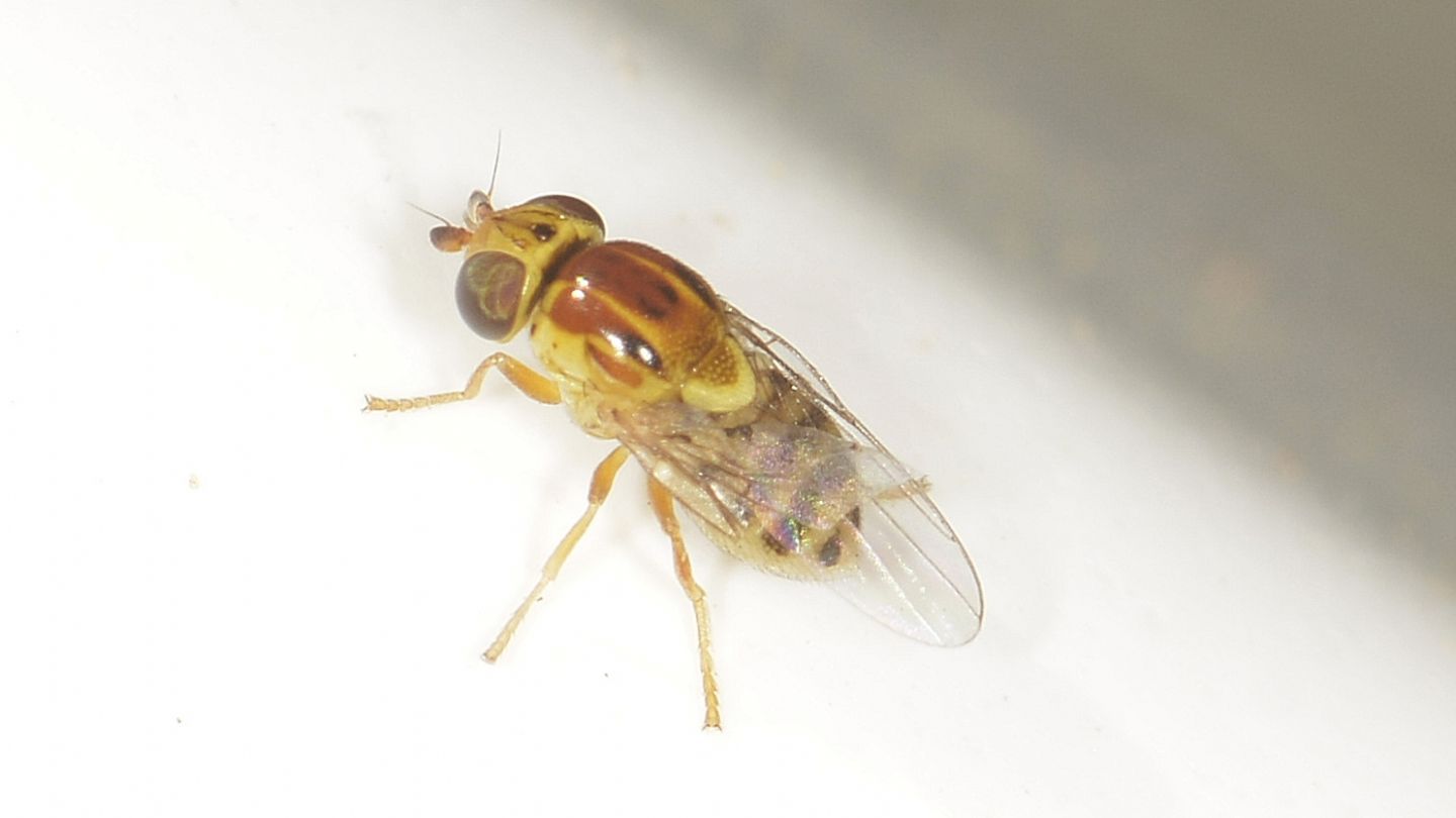 Chloropidae sardo