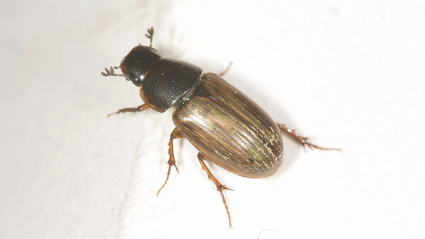 Aphodiidae: forse Melinopterus prodromus