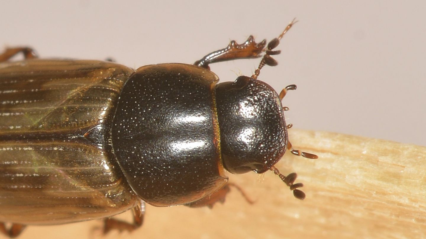 Aphodiidae: forse Melinopterus prodromus