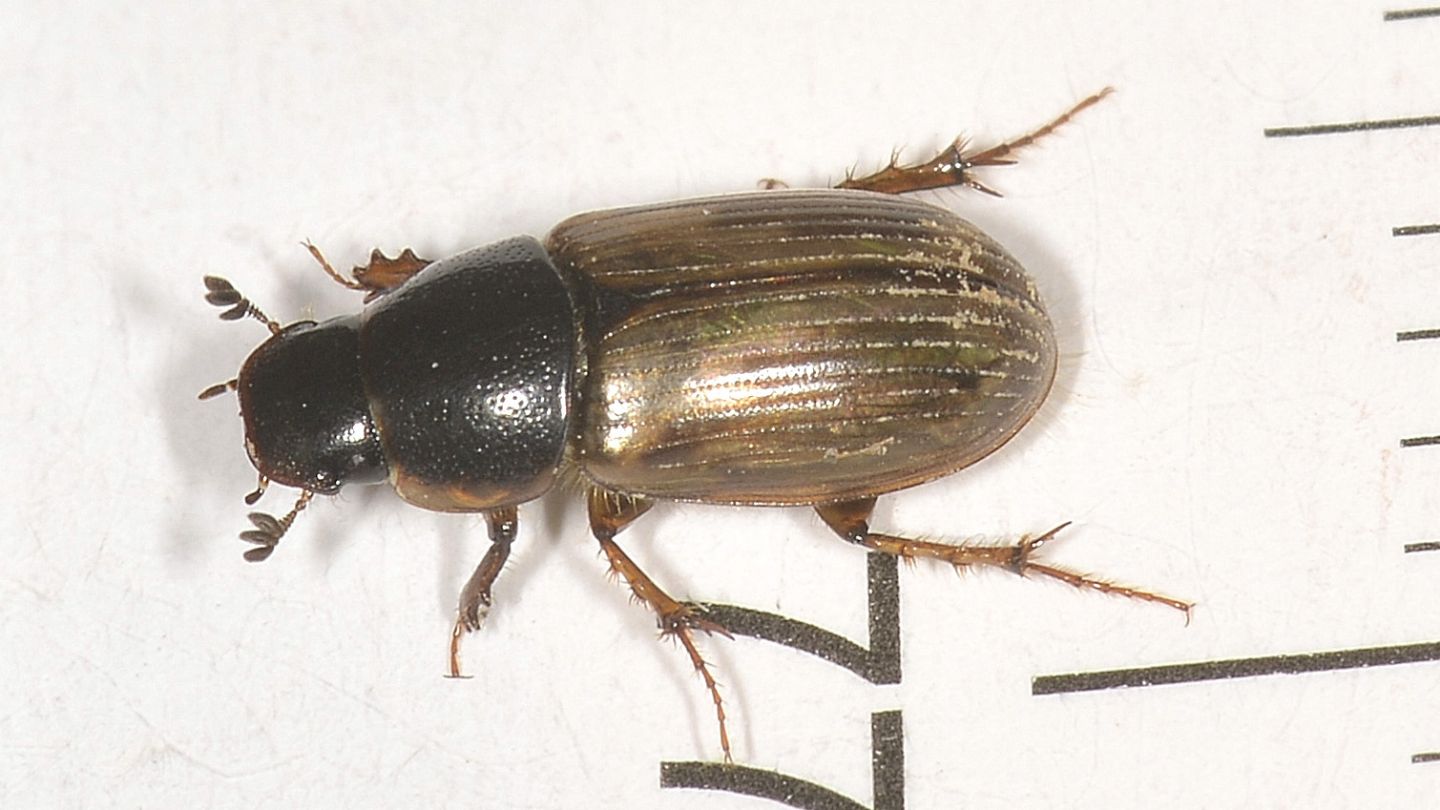 Aphodiidae: forse Melinopterus prodromus