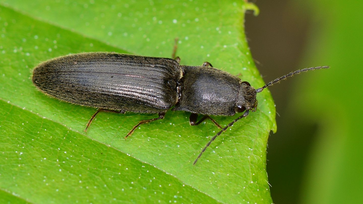 Elateridae: antenna...