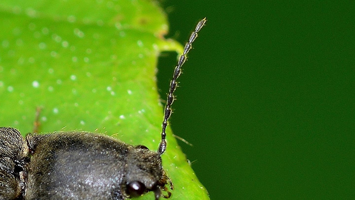 Elateridae: antenna...