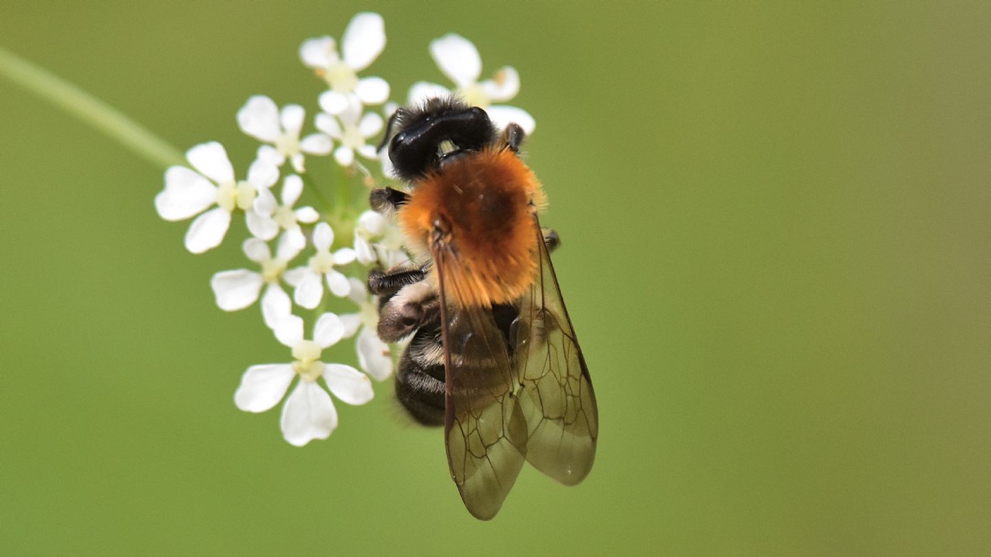 Andrena ?