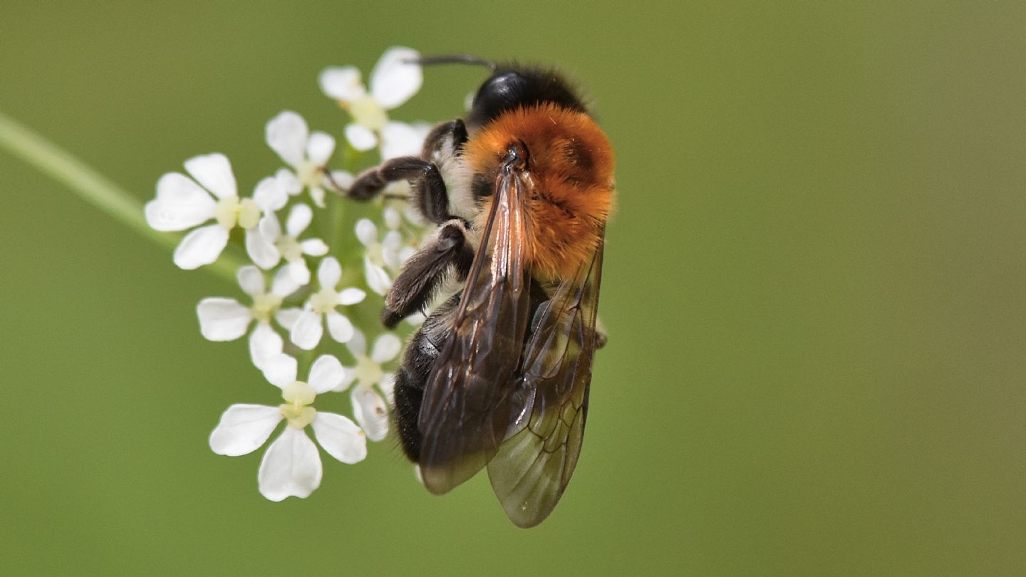 Andrena ?