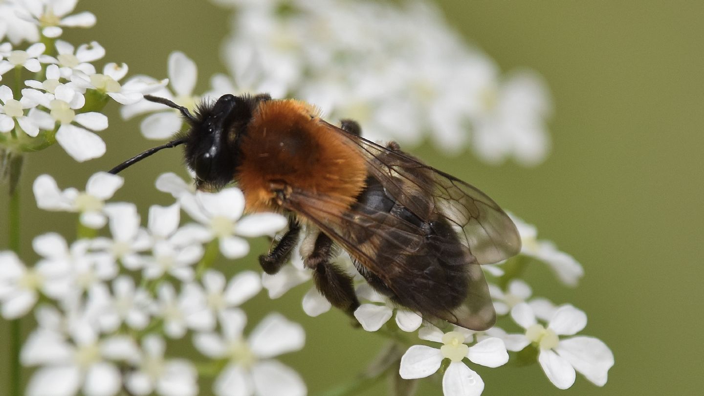 Andrena ?