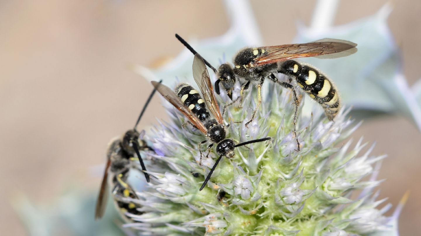 Scoliidae: maschi di Colpa sexmaculata