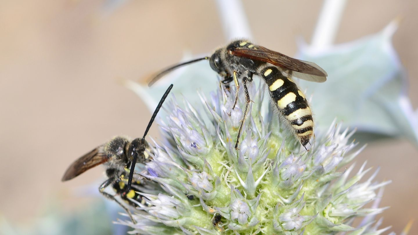 Scoliidae: maschi di Colpa sexmaculata