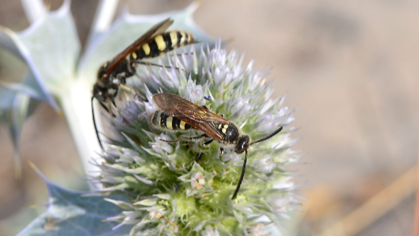 Scoliidae: maschi di Colpa sexmaculata