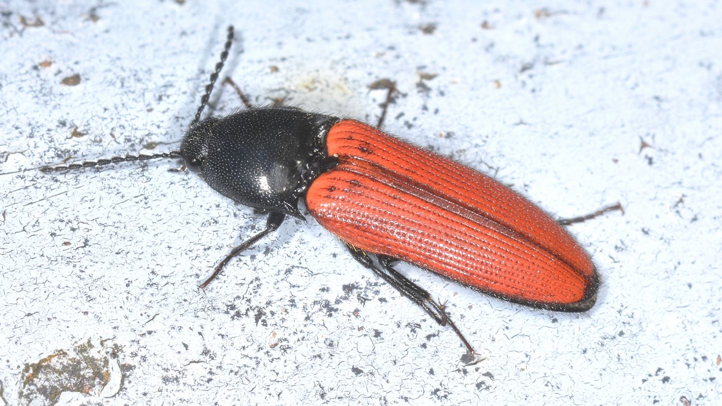 Elateridae: Ampedus quercicola