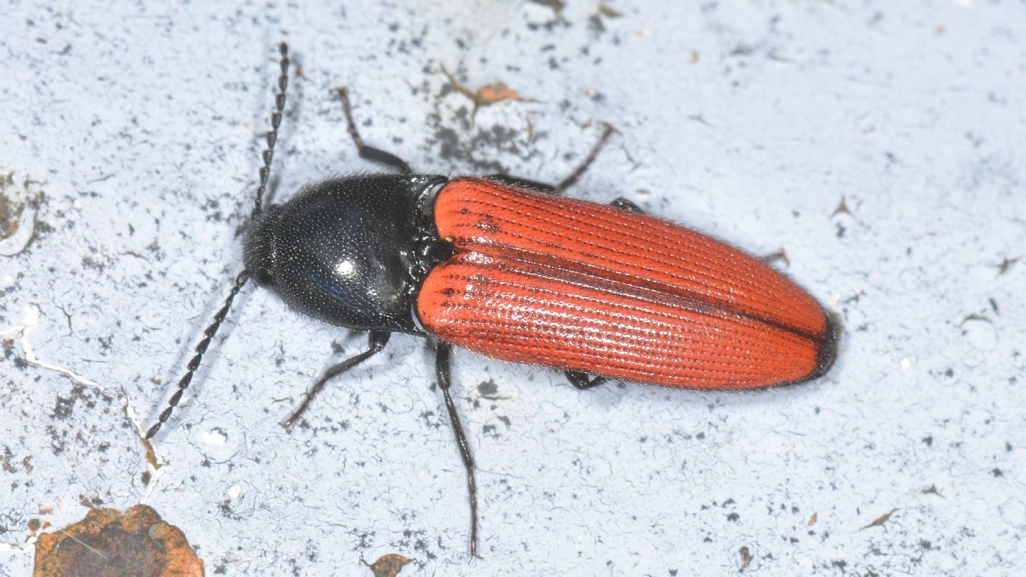 Elateridae: Ampedus quercicola