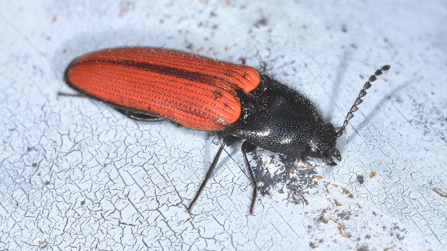 Elateridae: Ampedus quercicola