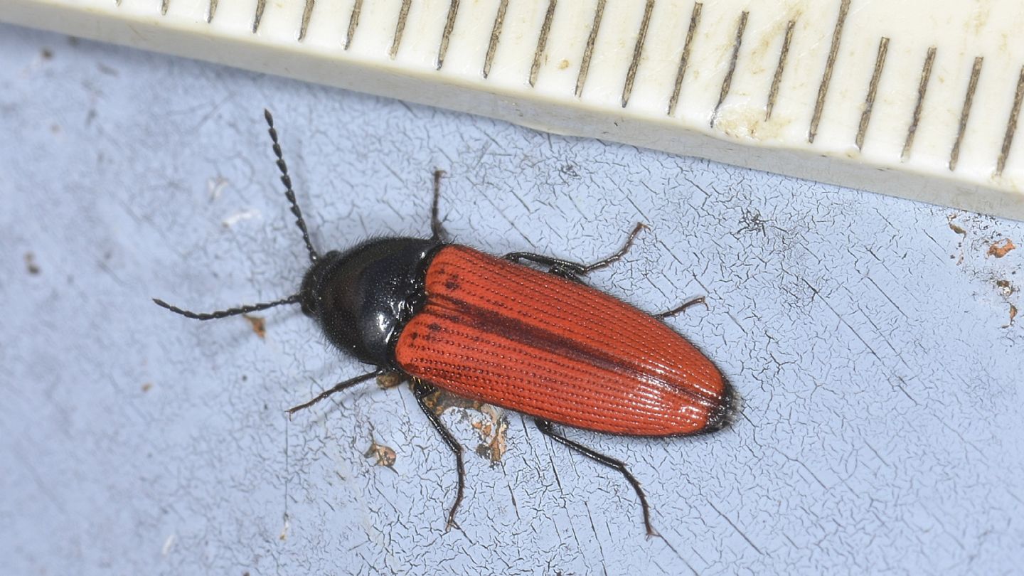 Elateridae: Ampedus quercicola