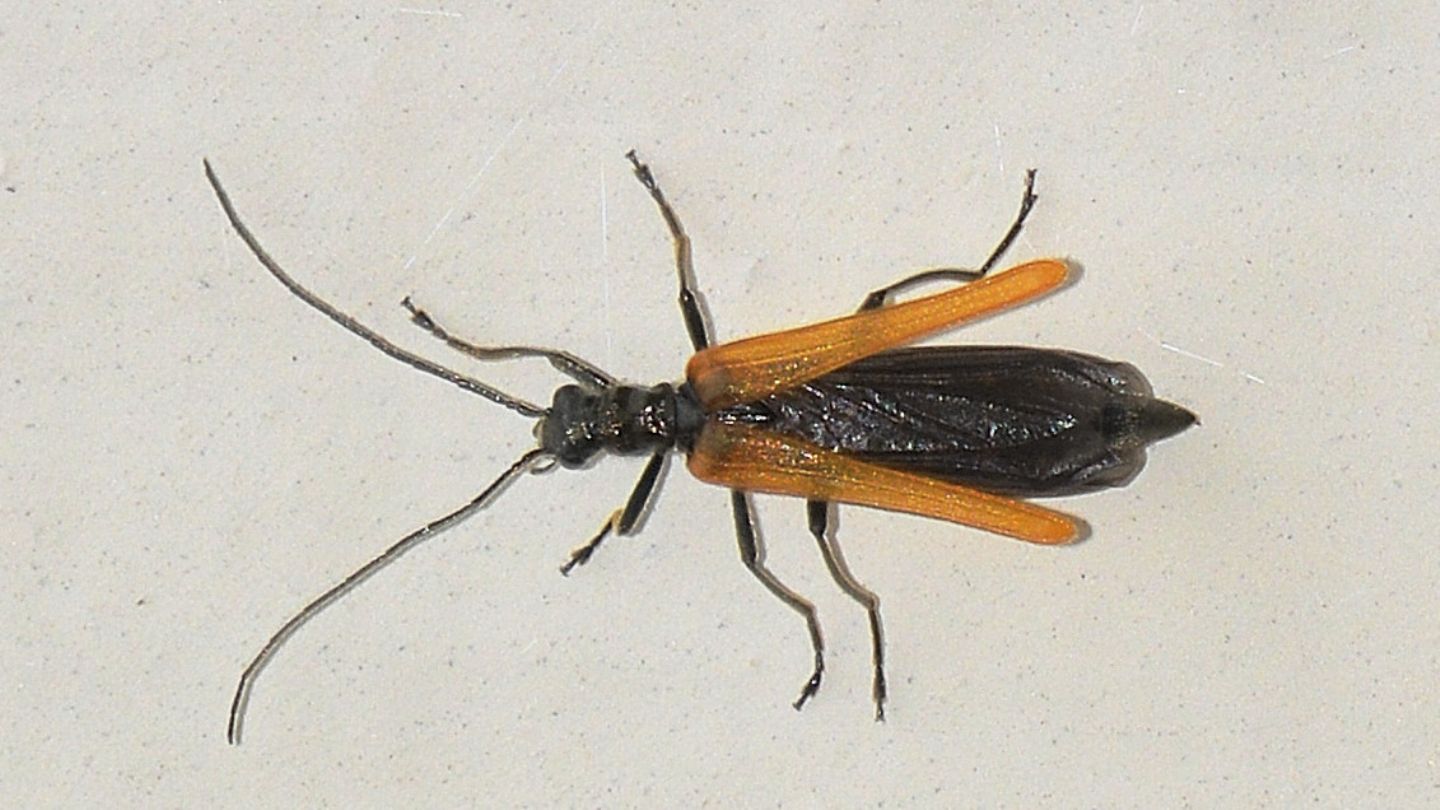 Oedemeridae: femmina di Oedemera femorata