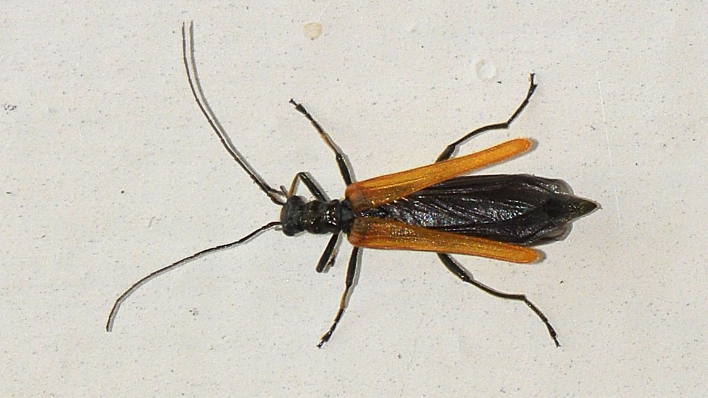 Oedemeridae: femmina di Oedemera femorata