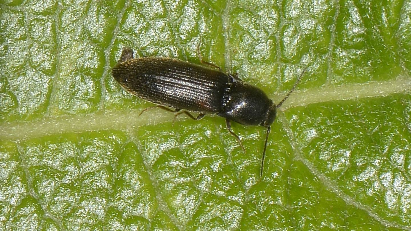 ''Piccolo'' Elateridae