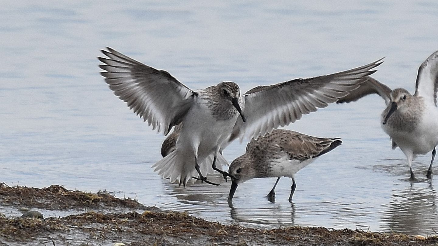 Piovanello pancianera ?