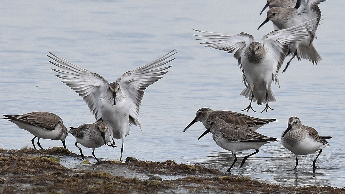 Piovanello pancianera ?