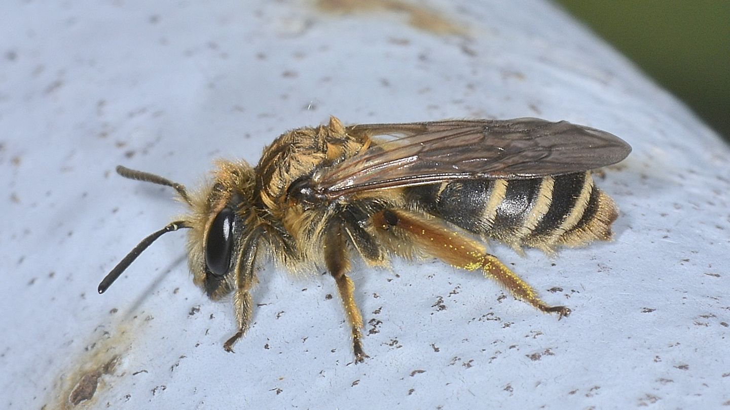 Apidae Andreninae? S. Andrena sp.