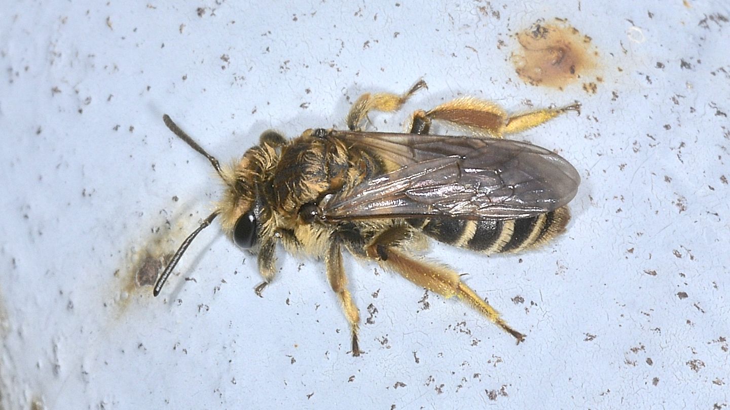 Apidae Andreninae? S. Andrena sp.