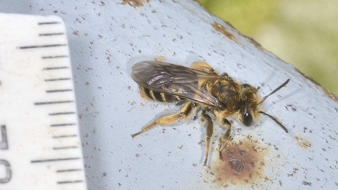 Apidae Andreninae? S. Andrena sp.