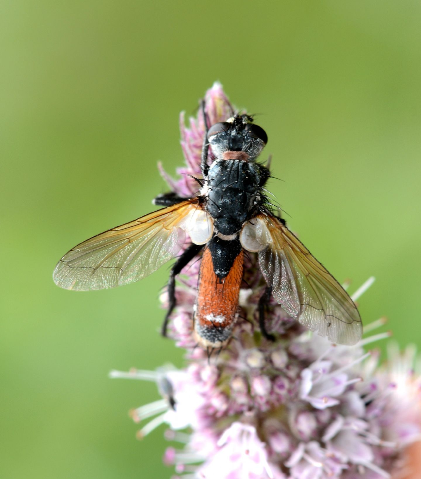 Tachinidae da id