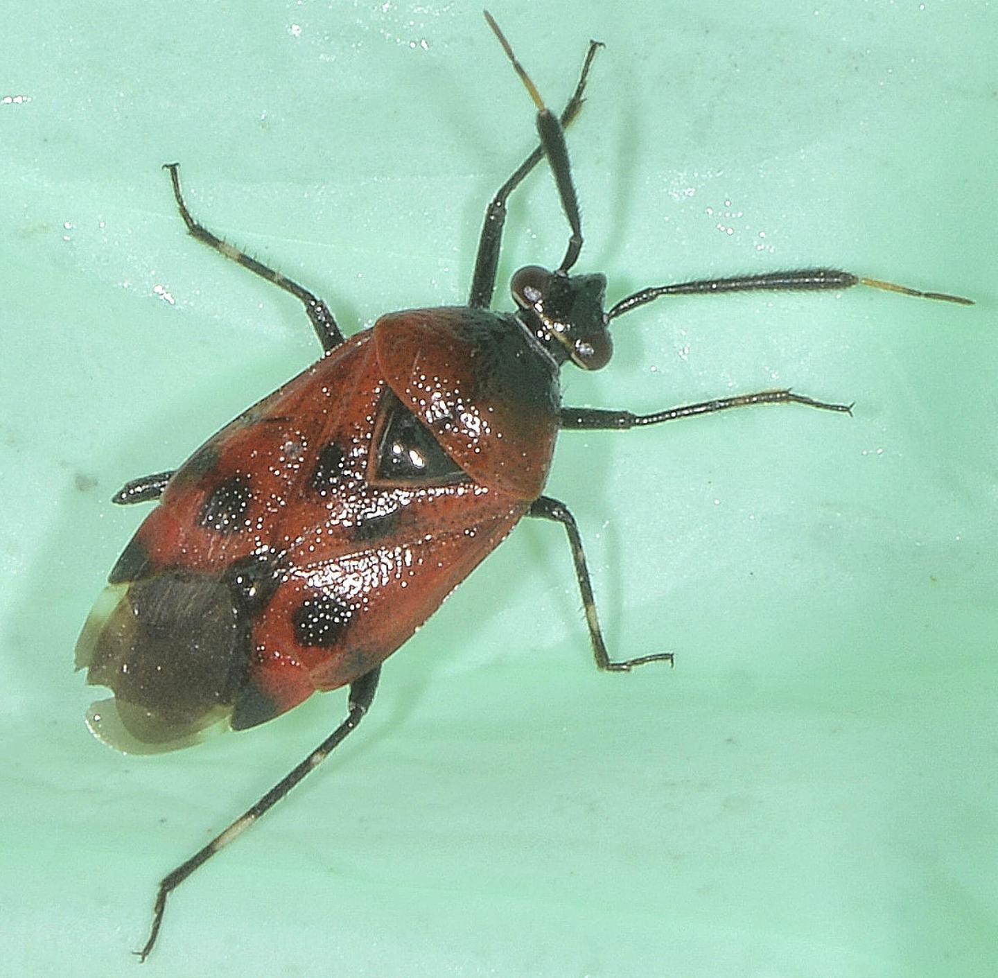 Deraeocoris cfr punctum/rutilus dell''isola del Giglio