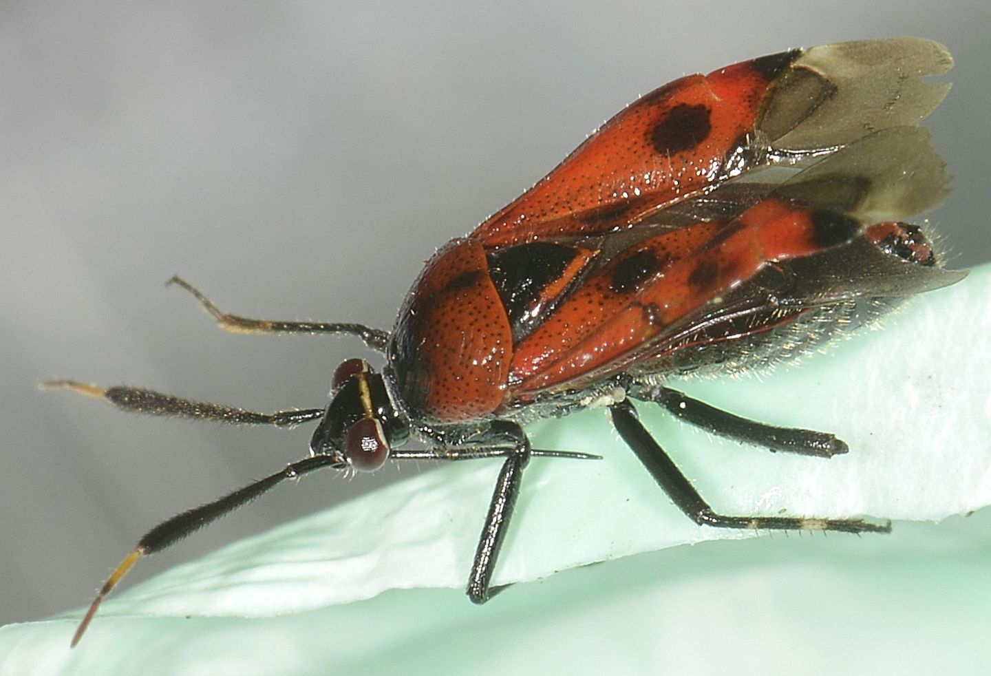 Deraeocoris cfr punctum/rutilus dell''isola del Giglio