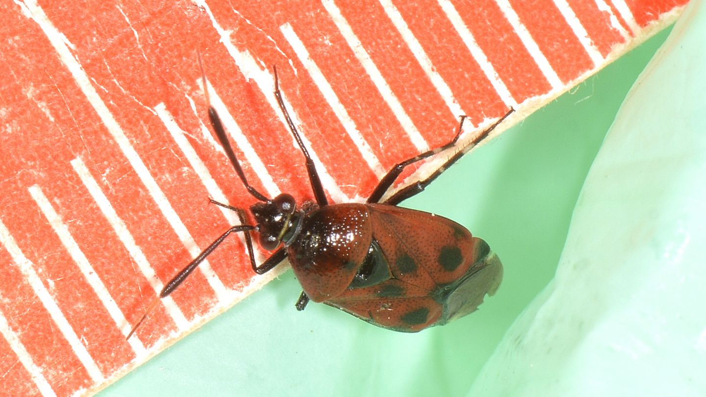 Deraeocoris cfr punctum/rutilus dell''isola del Giglio