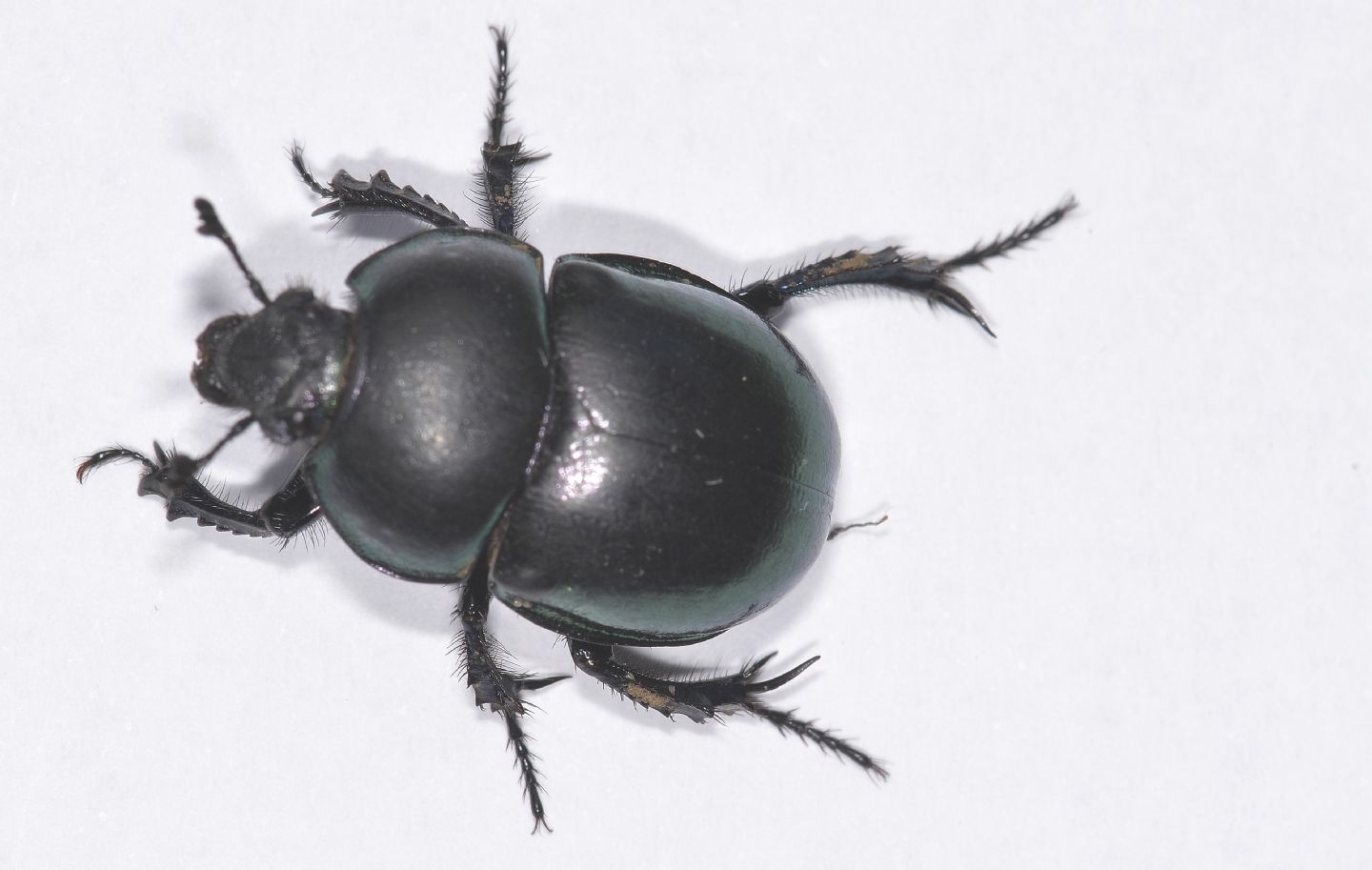 Geotrupidae: Trypocopris sp. (cf. vernalis fauveli)