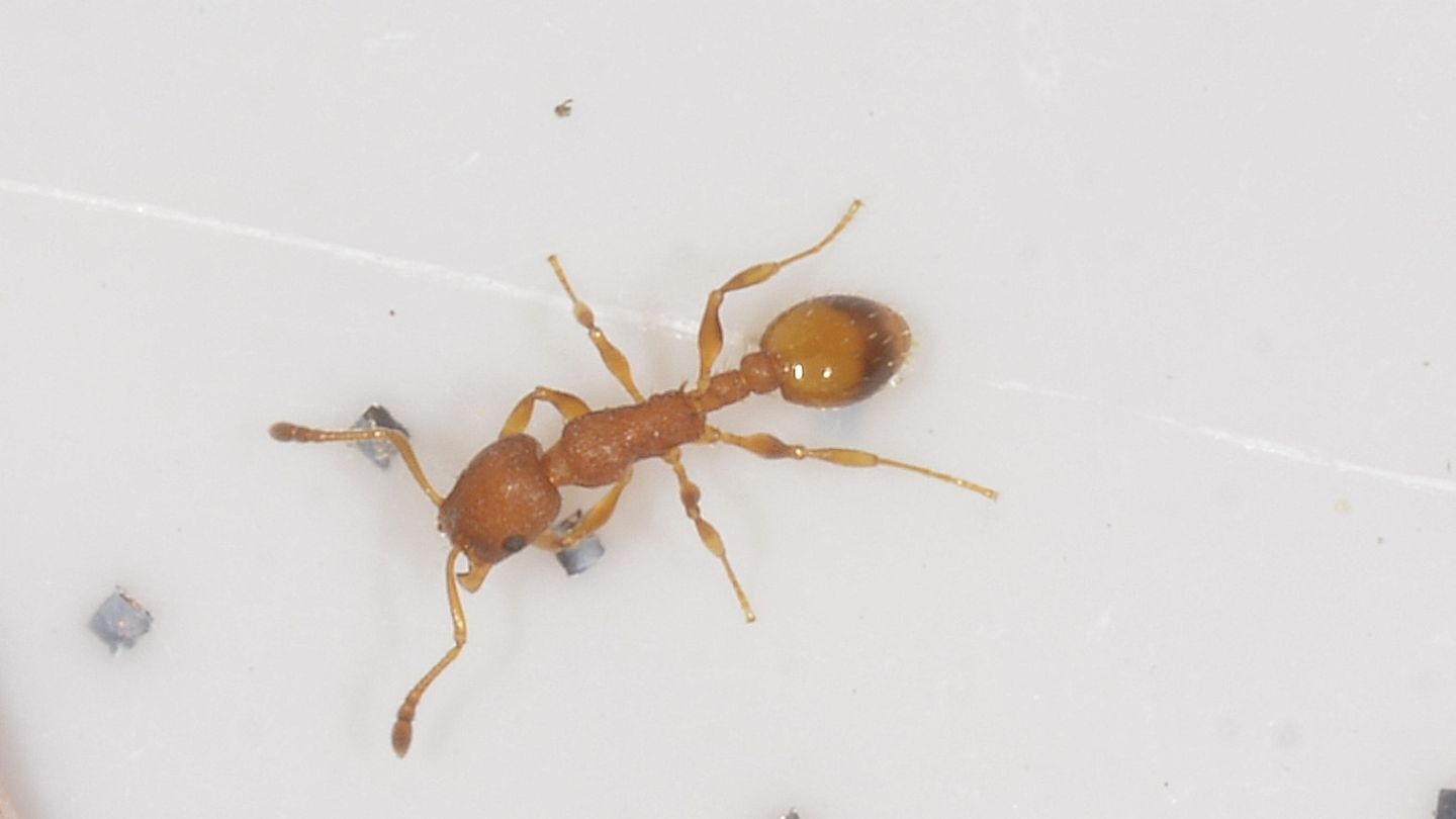 Formicidae: Myrmica sp.?