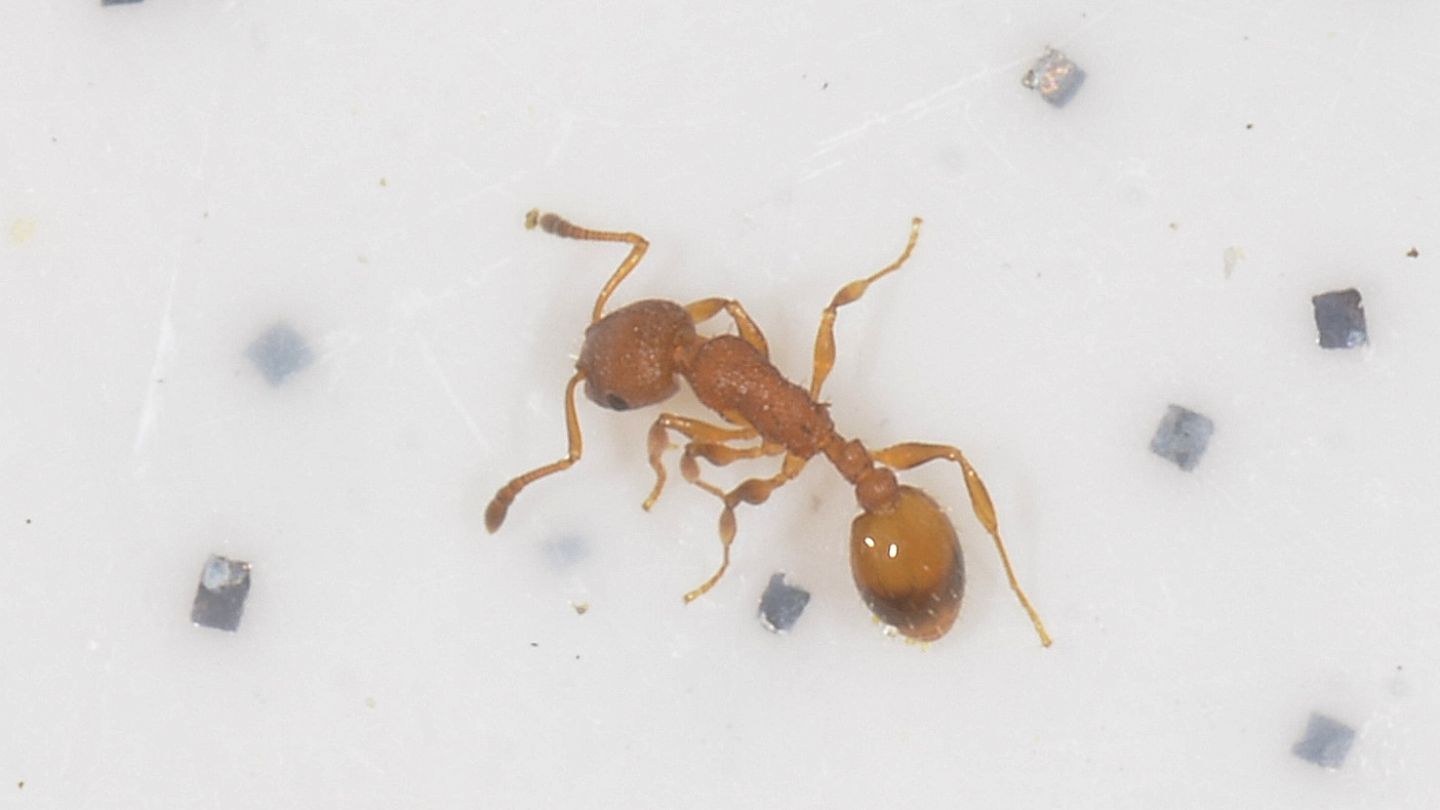 Formicidae: Myrmica sp.?