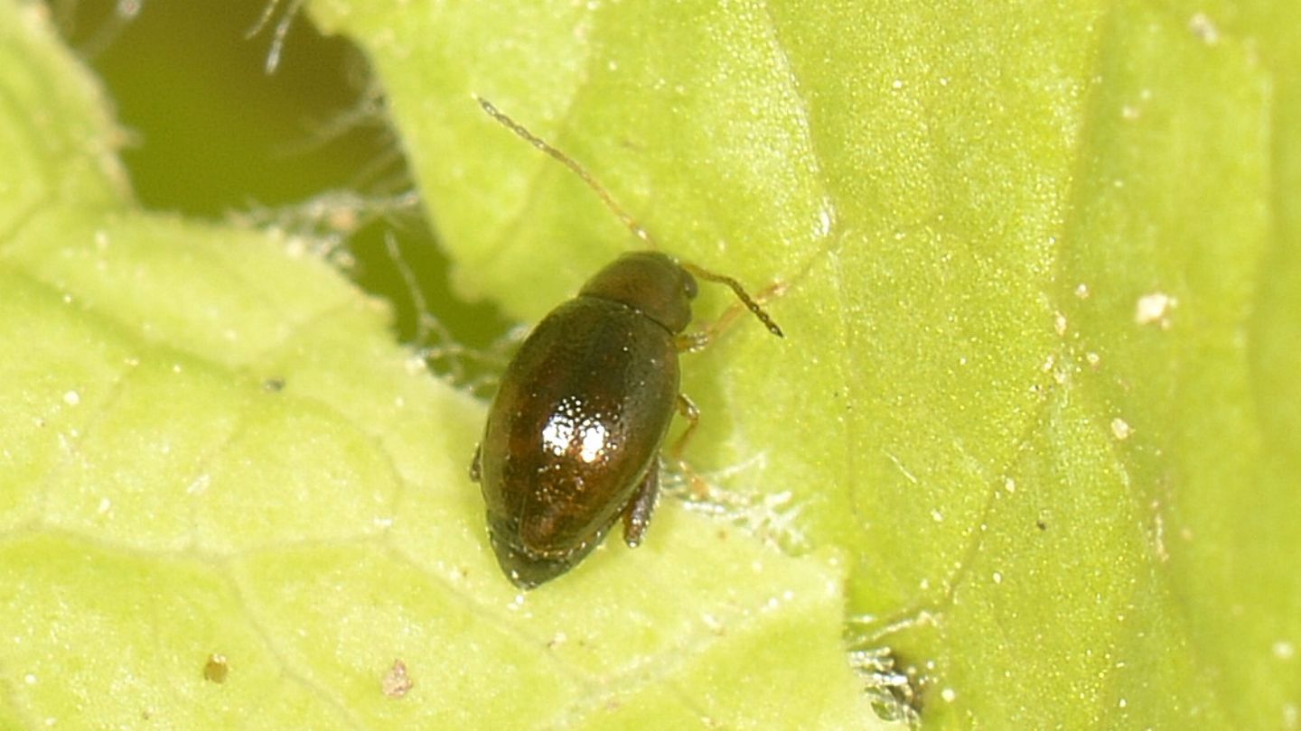 Chrysomelidae: cfr. Aphthona sp.