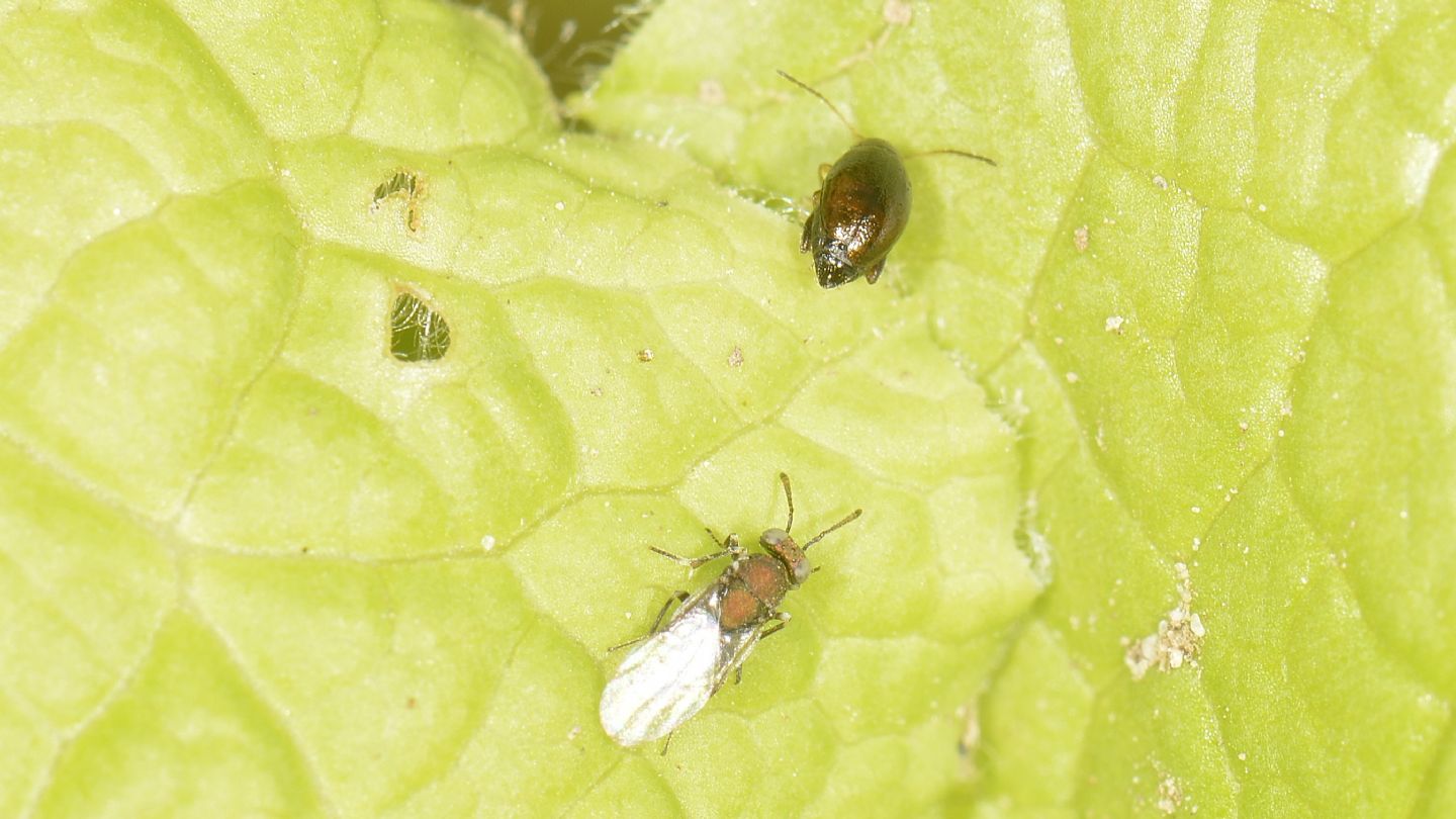 Chrysomelidae: cfr. Aphthona sp.