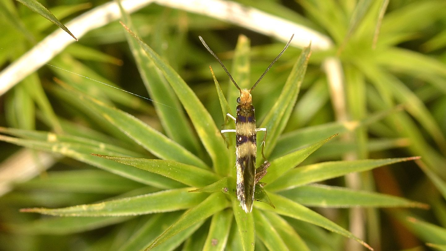 Micropterigidae 1