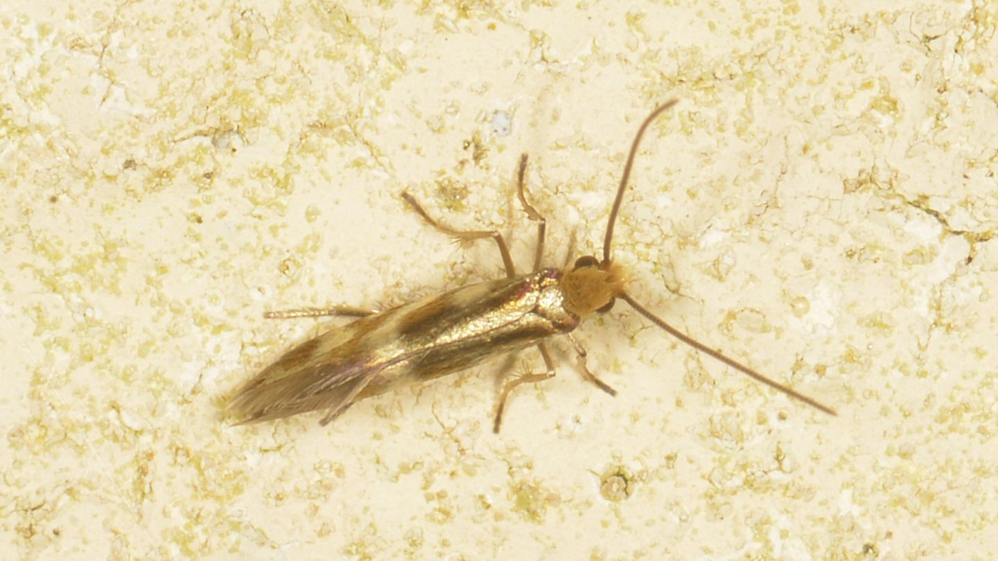 Micropterigidae 2