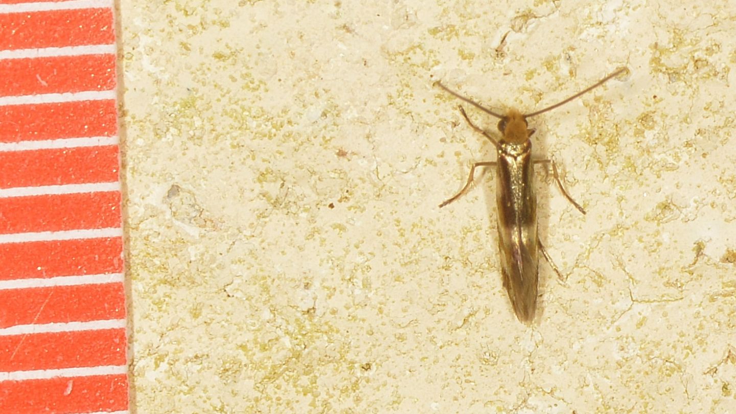 Micropterigidae 2