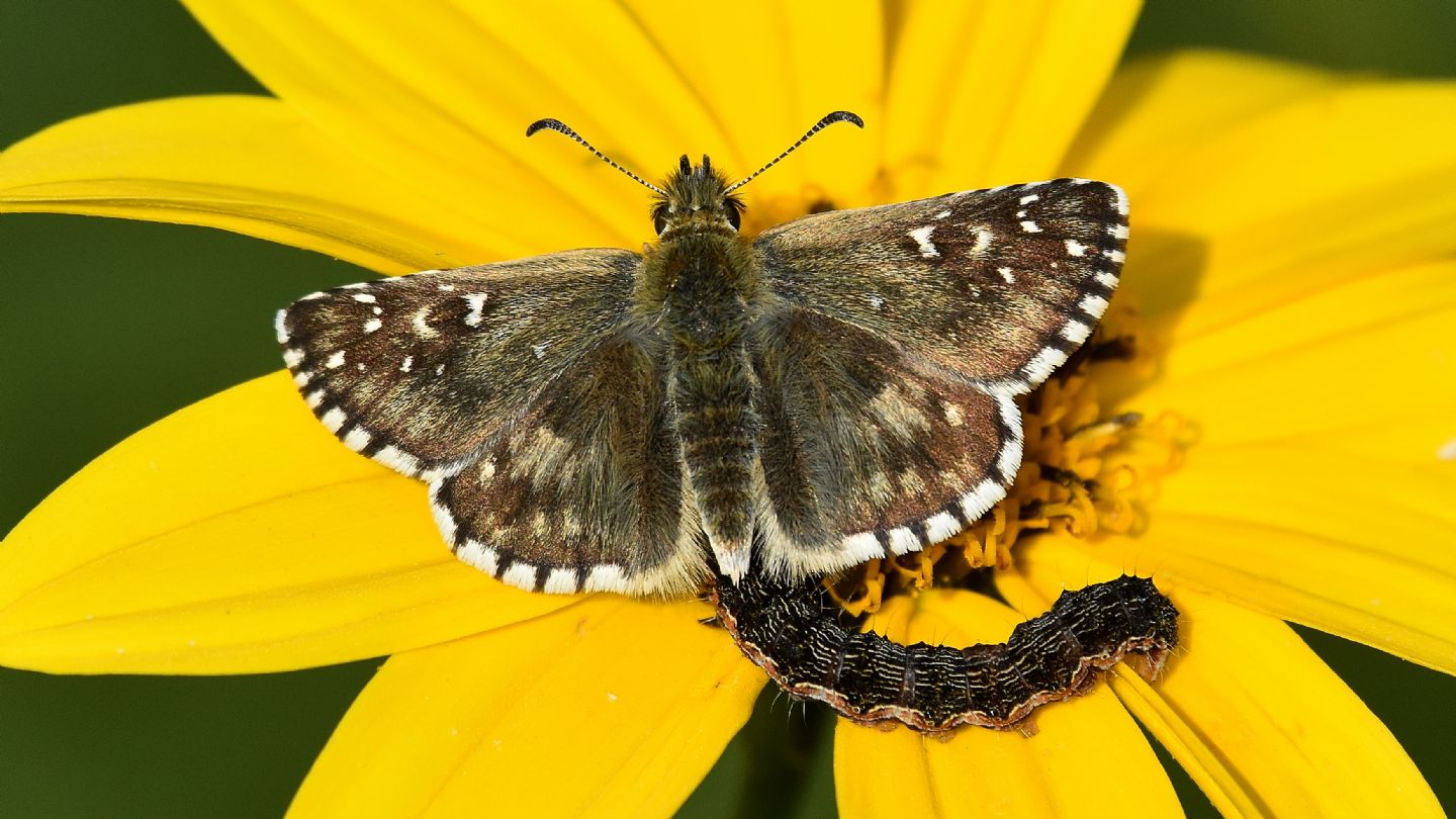 Hesperiidae da id