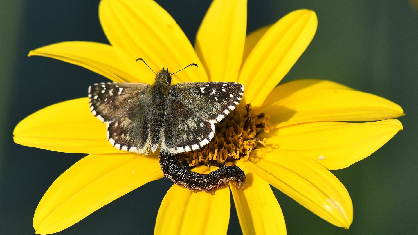 Hesperiidae da id