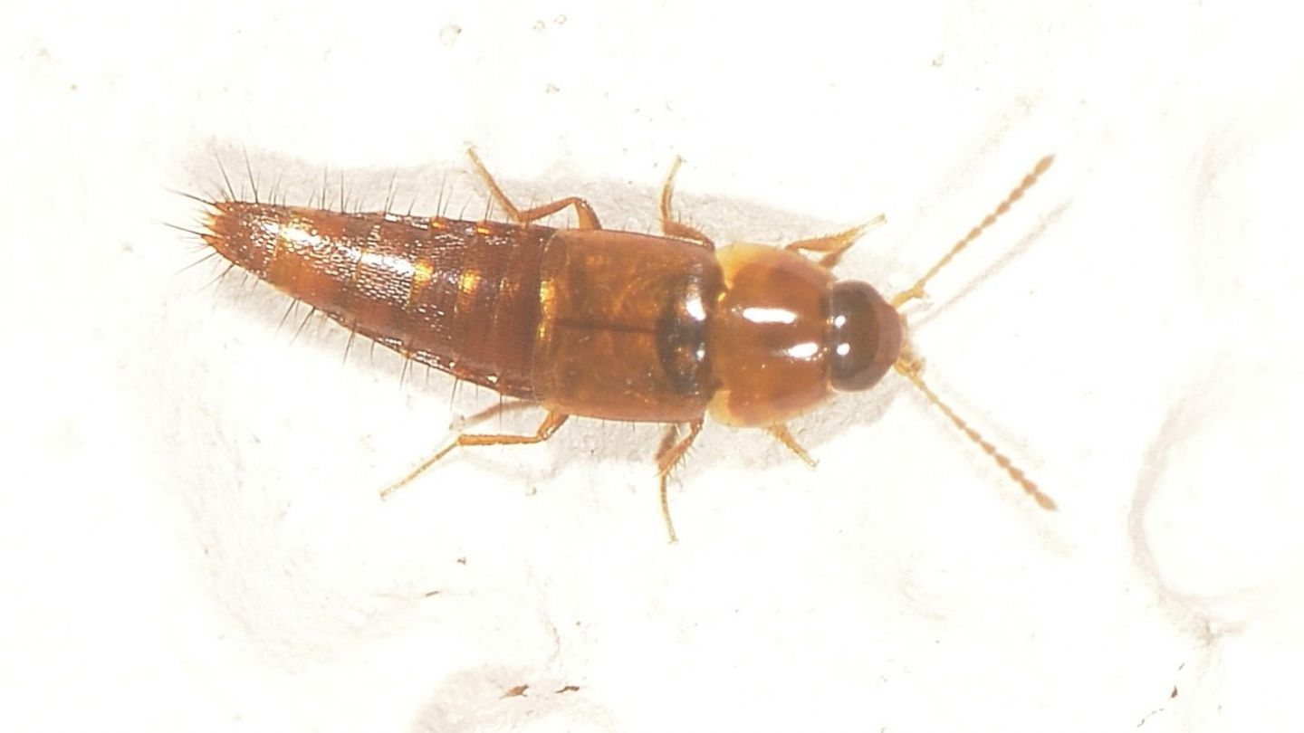 Staphylinidae dal Giglio: Tachyporus sp.