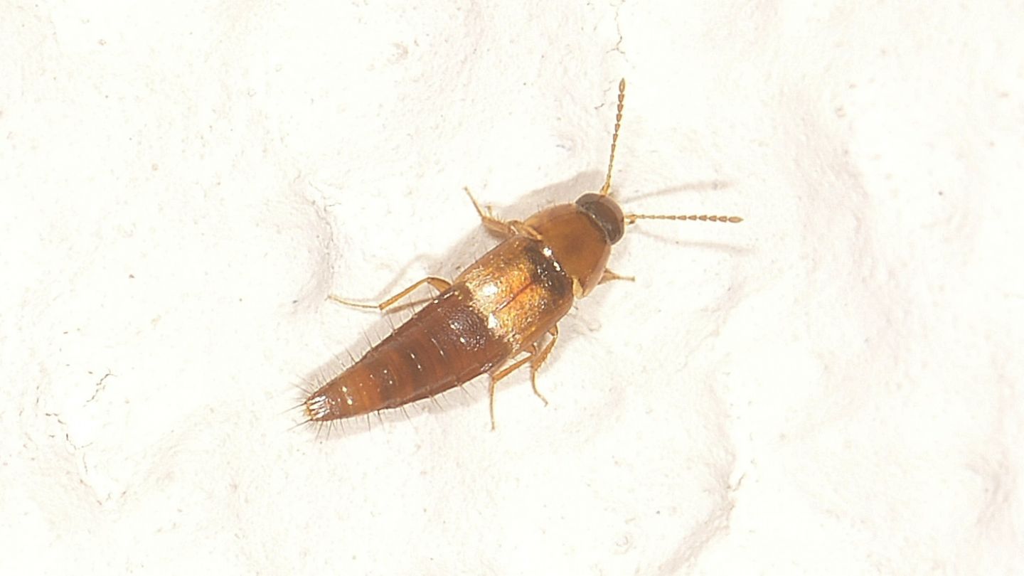 Staphylinidae dal Giglio: Tachyporus sp.