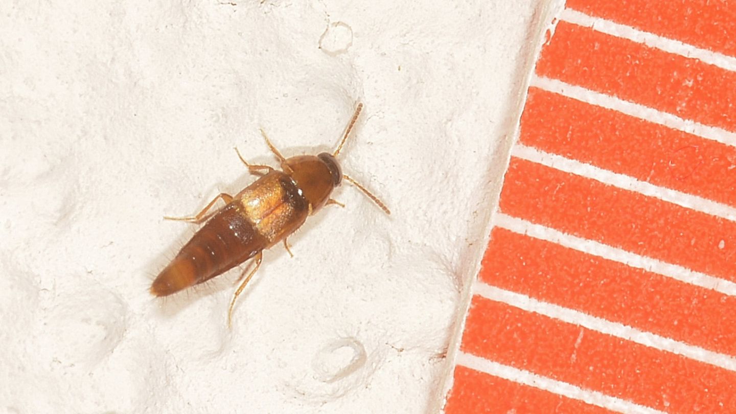 Staphylinidae dal Giglio: Tachyporus sp.
