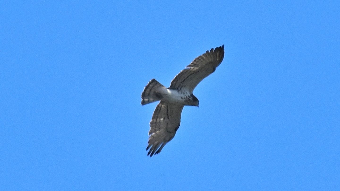 Rapace dal Giglio