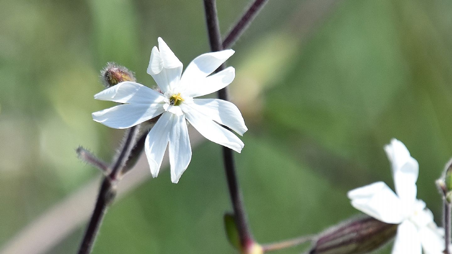 Silene del Giglio