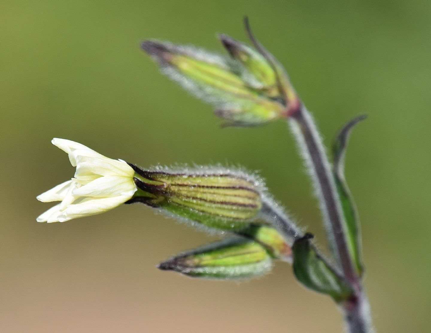 Silene del Giglio