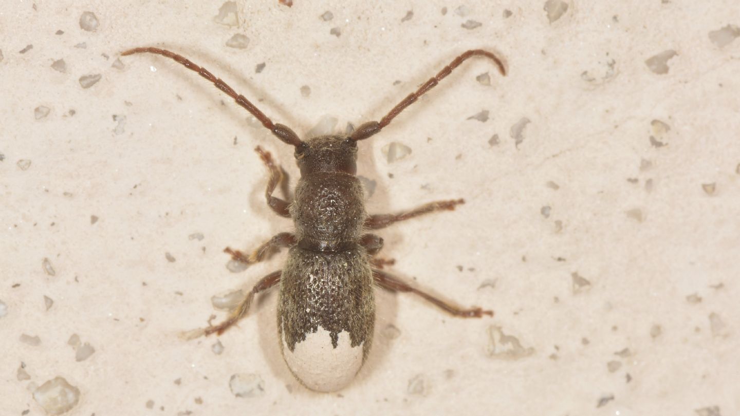 Cerambycidae: Parmena solieri lanzai